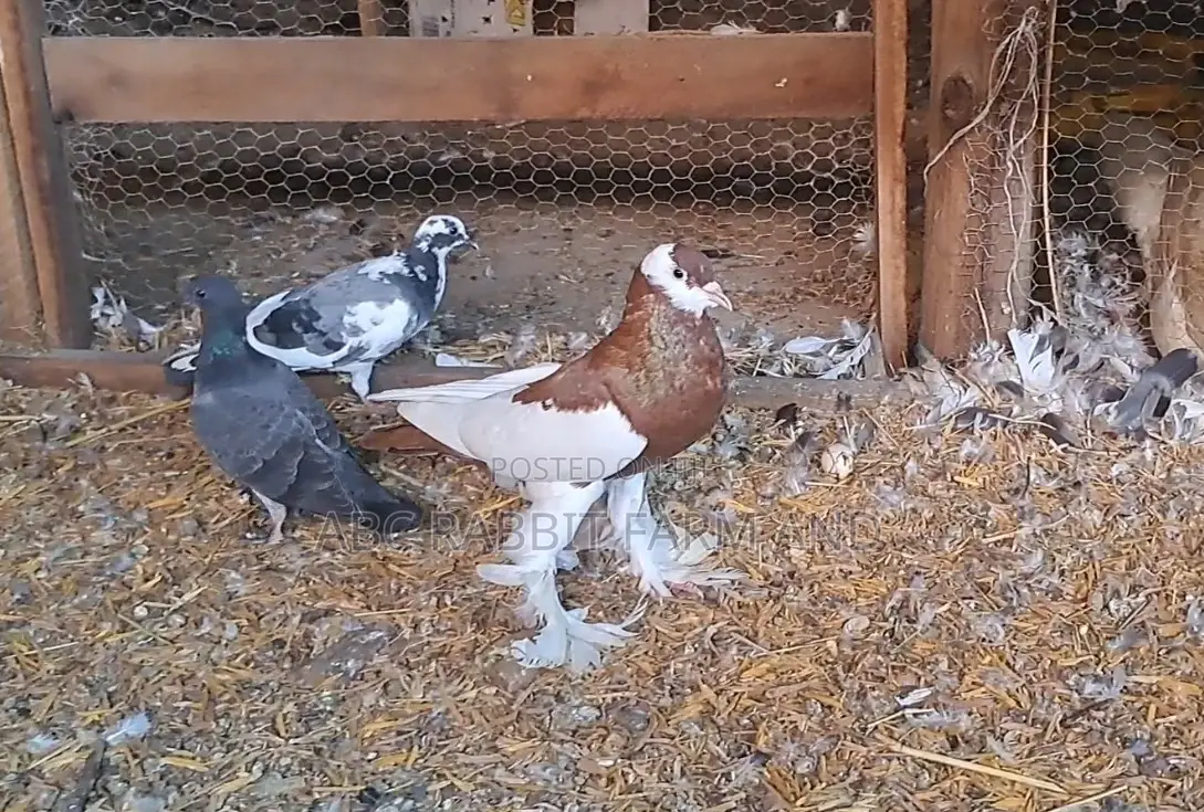 Reverse Wing Pouter Pigeon