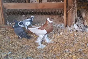 Reverse Wing Pouter Pigeon