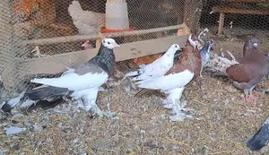 Reverse Wing Pouter Pigeon