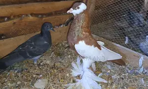 Reverse Wing Pouter Pigeon