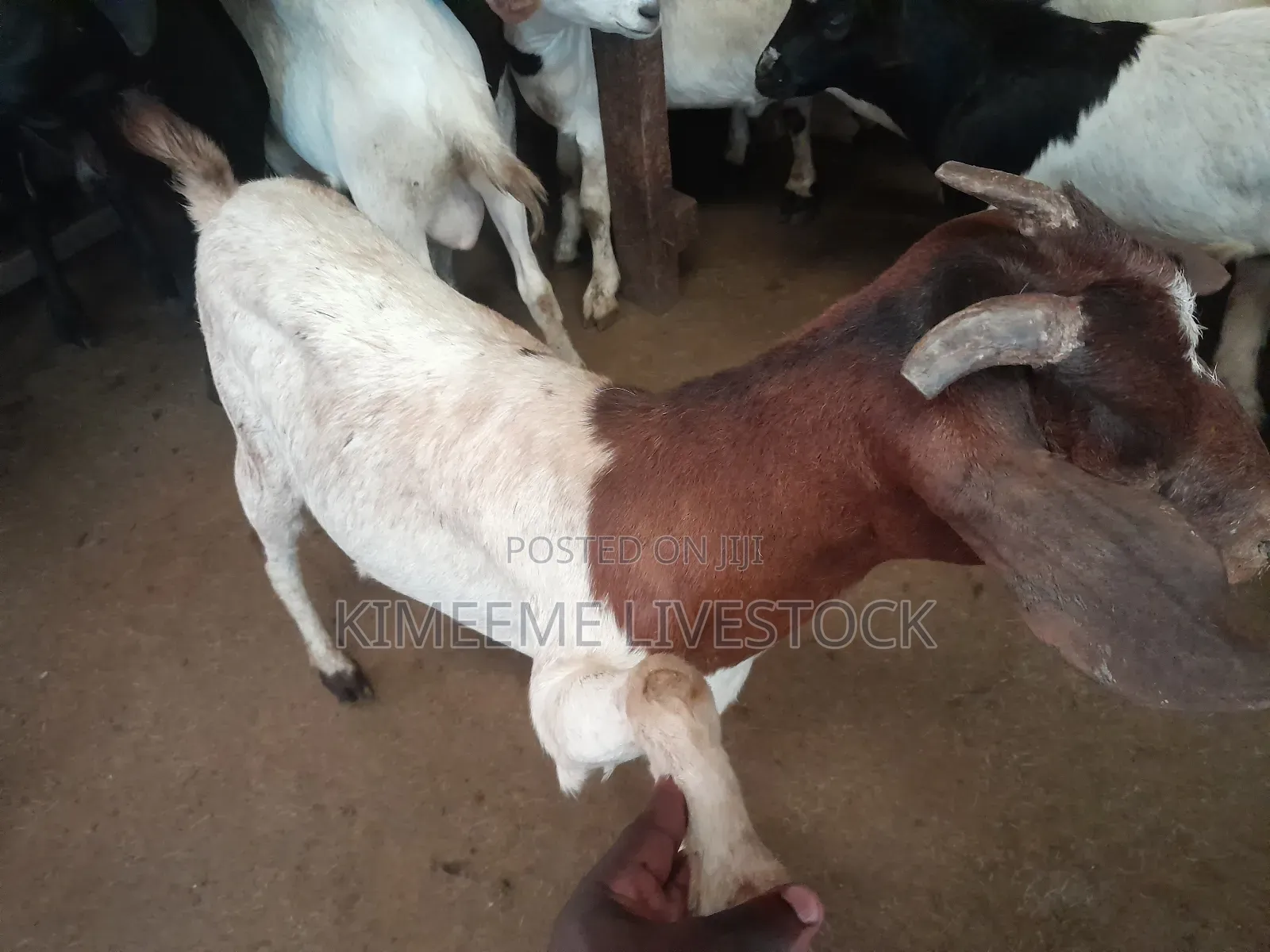 Boer Goats Available in Kampala Central Division