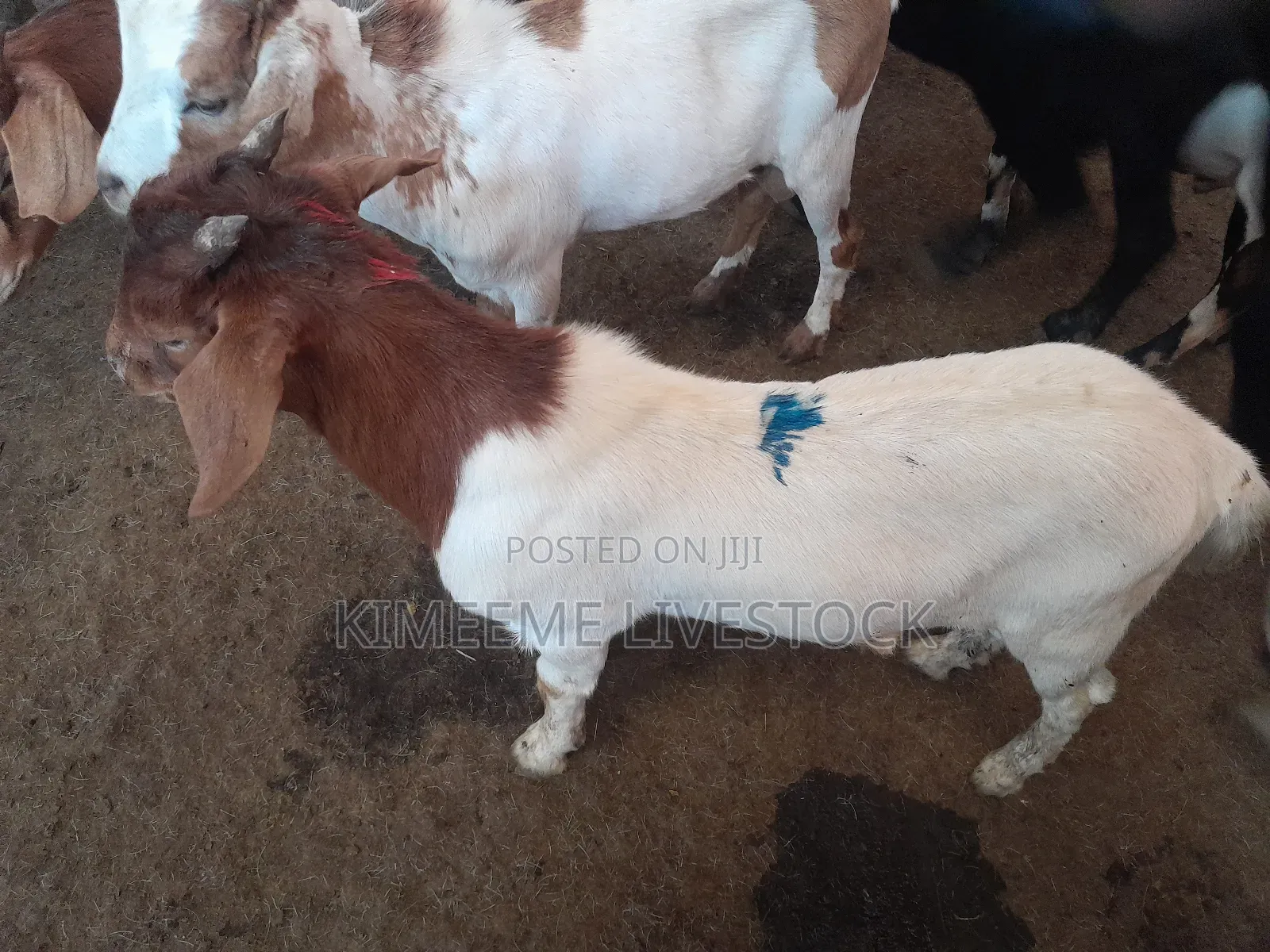 Boer Goats Available in Kampala Central Division