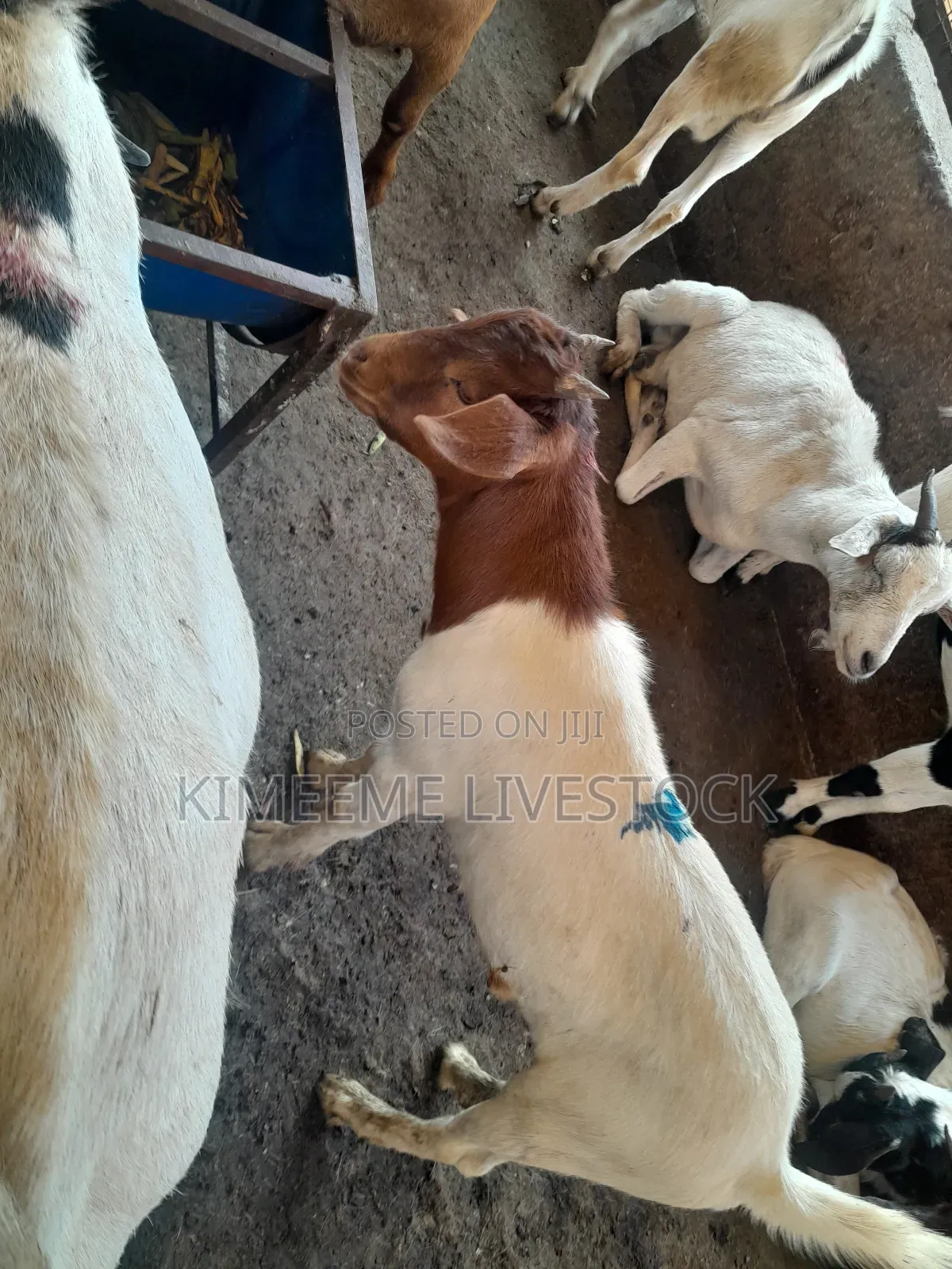 Boer Goats Available in Kampala Central Division