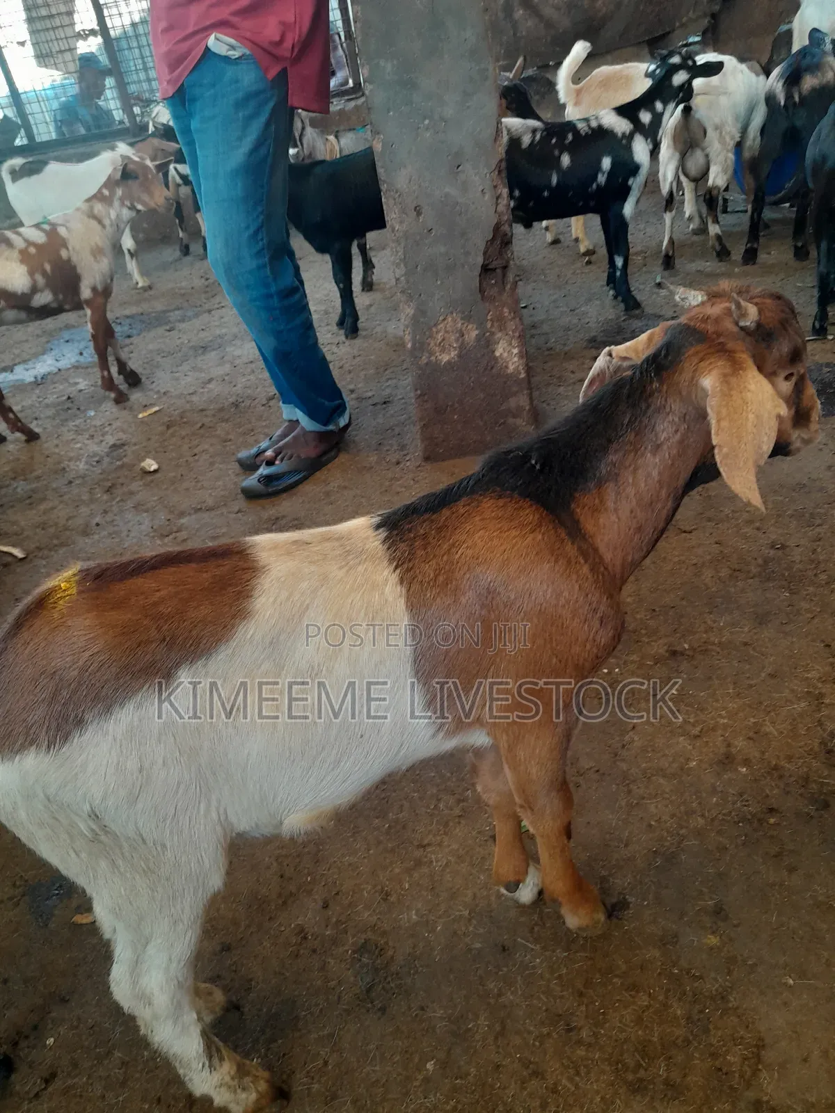 Boer Goats Available in Kampala Central Division
