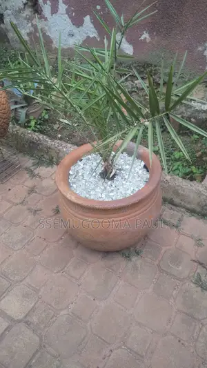 Dates-Seedlings