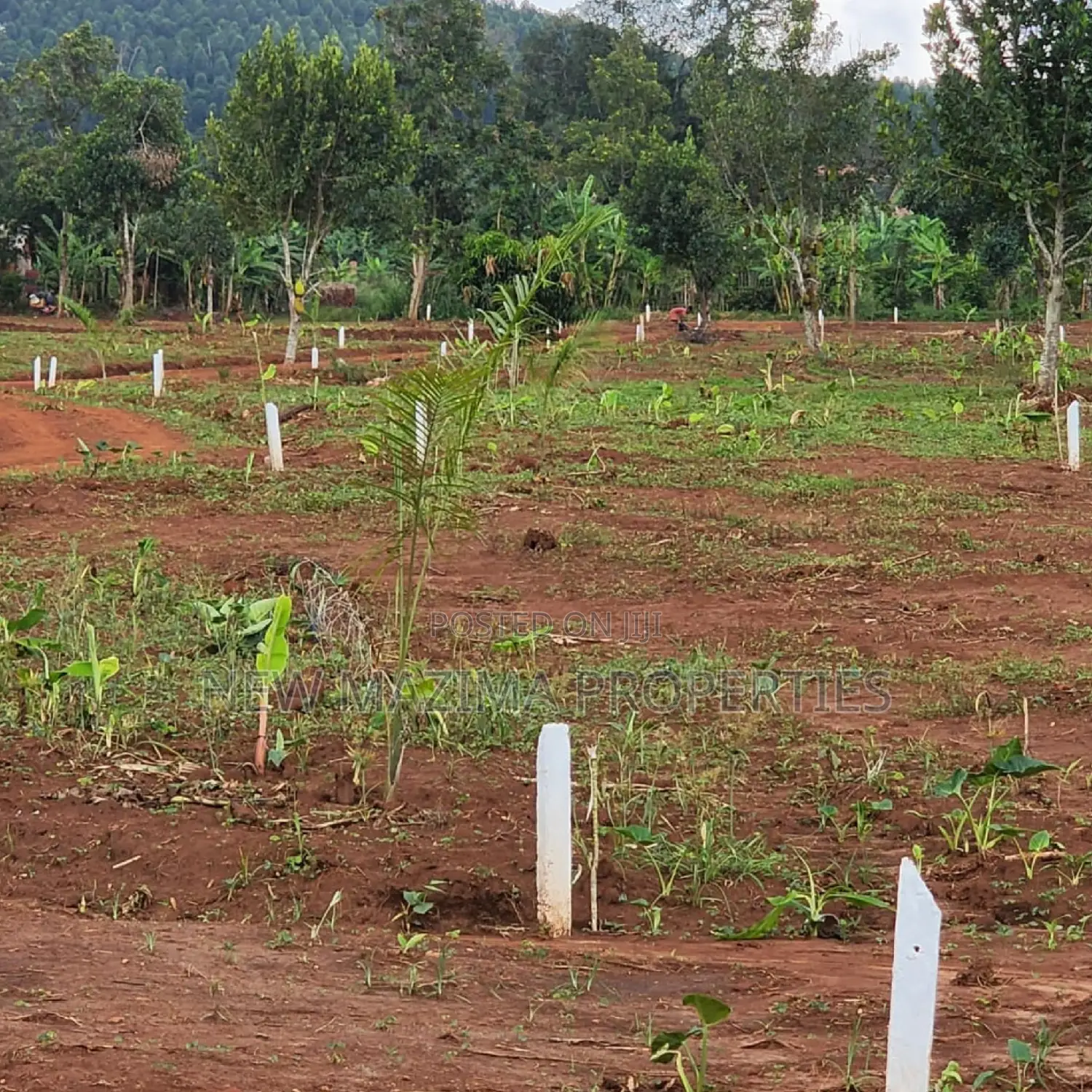 Arleady Private Mile Titled Plots Sale in Lungala Masaka Rd