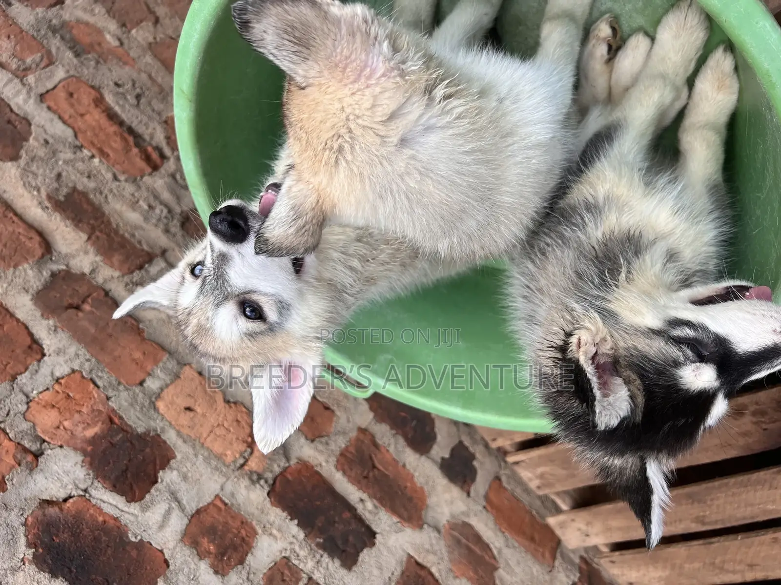 1-3 months Male Purebred Siberian Husky
