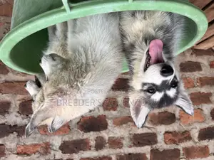 1-3 months Male Purebred Siberian Husky