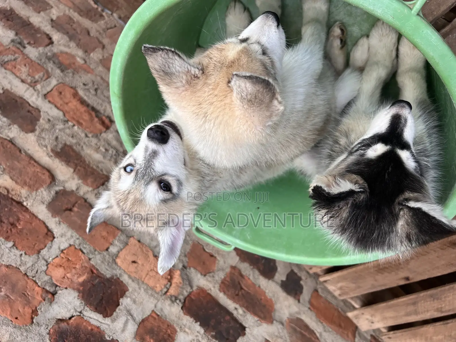 1-3 months Male Purebred Siberian Husky