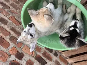 1-3 months Male Purebred Siberian Husky