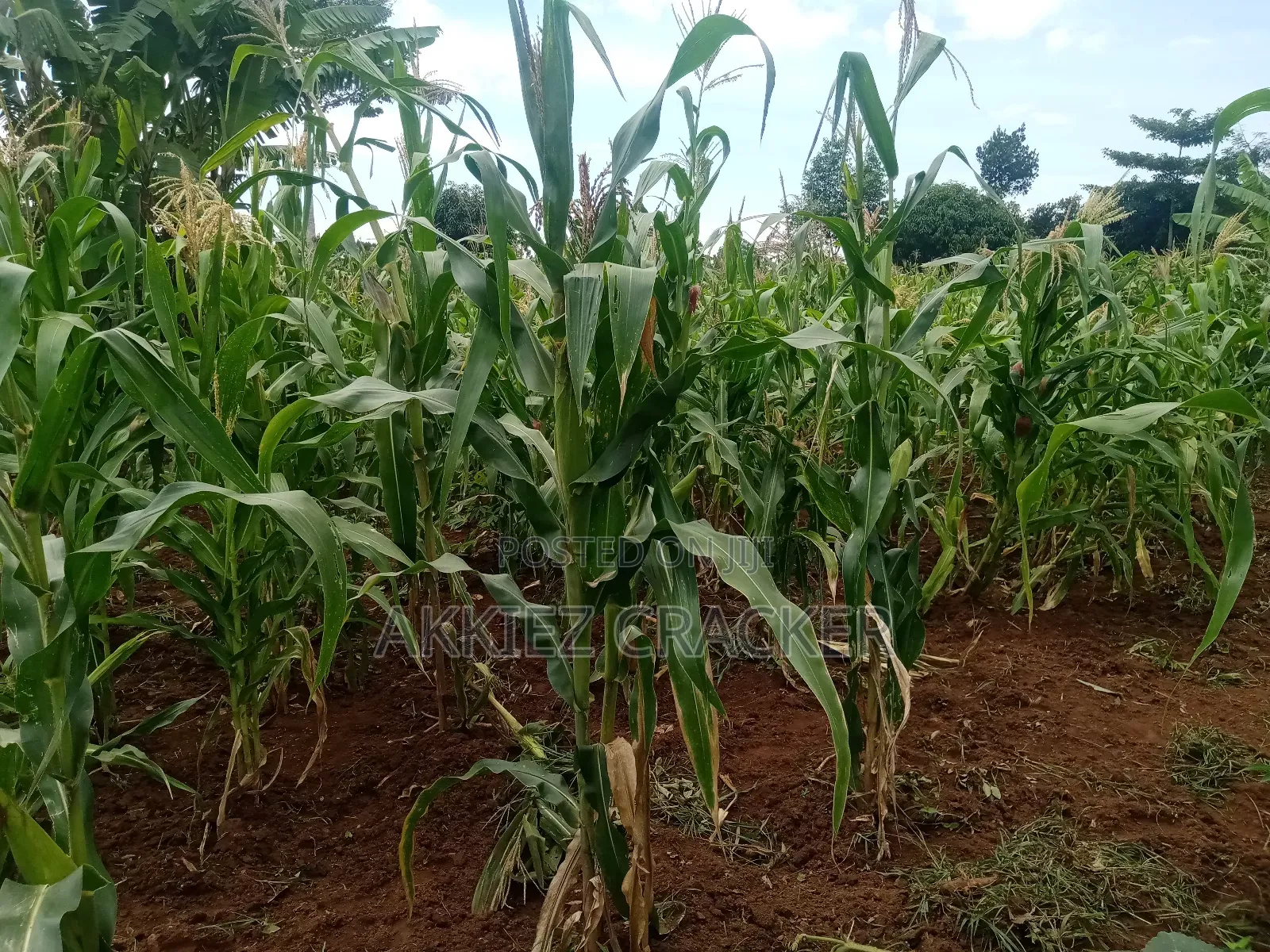 Fertile Land for Sale
