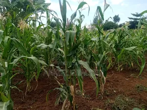 Fertile Land for Sale