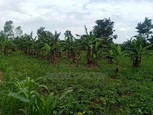 Fertile Land for Sale
