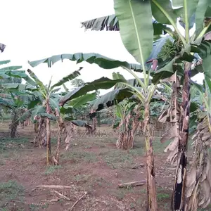 2.5 Acres Full Of