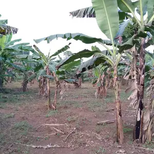 2.5 Acres Full Of