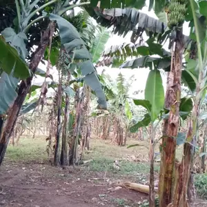 2.5 Acres Full Of