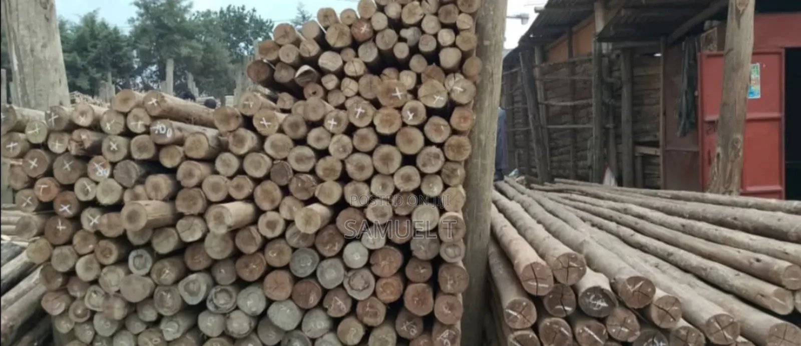 Eucalyptus Poles( Kalitunsi)Diameter 3-5 Inch,Length 26-28ft
