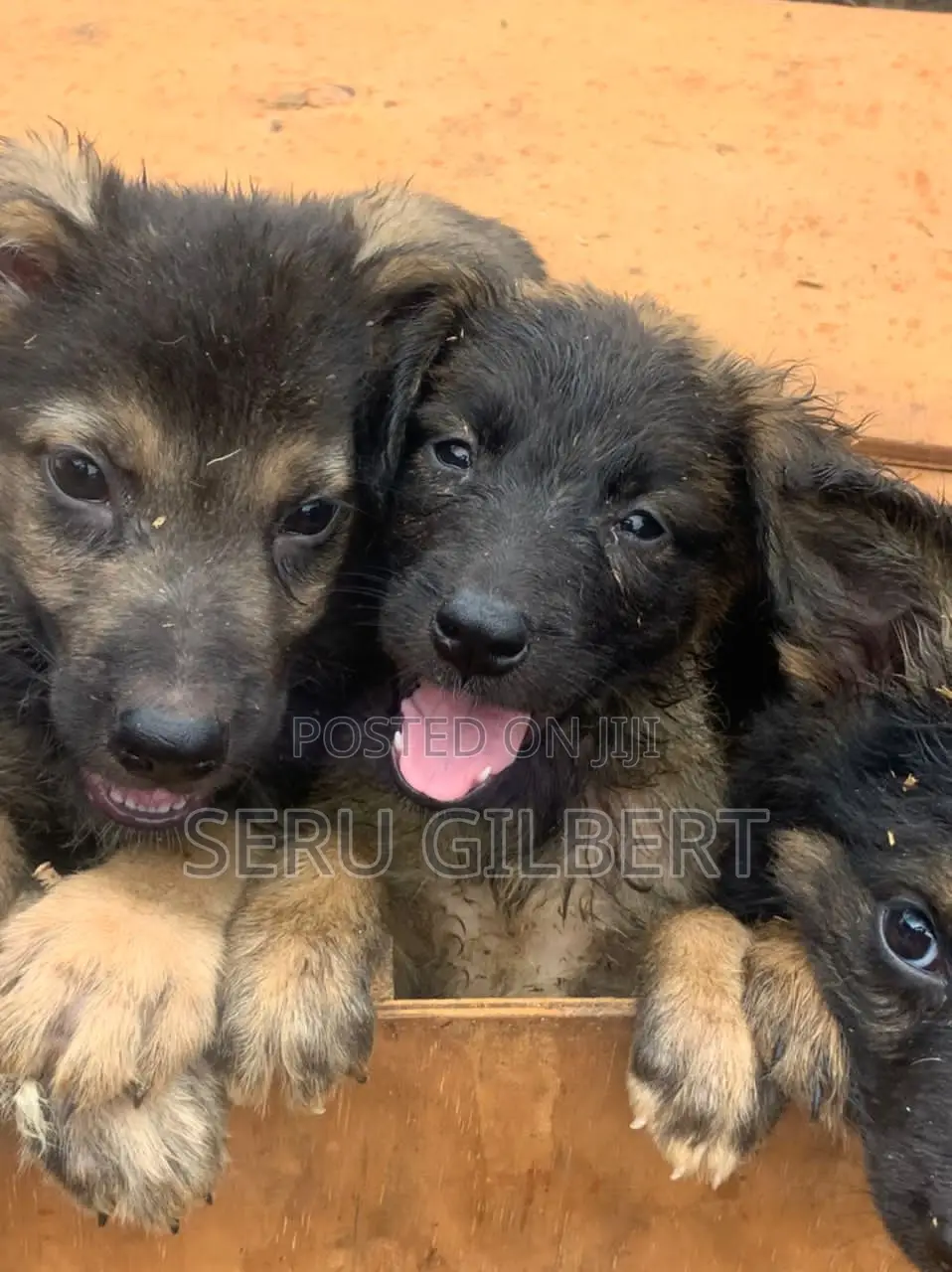 1-3 months Male Purebred German Shepherd