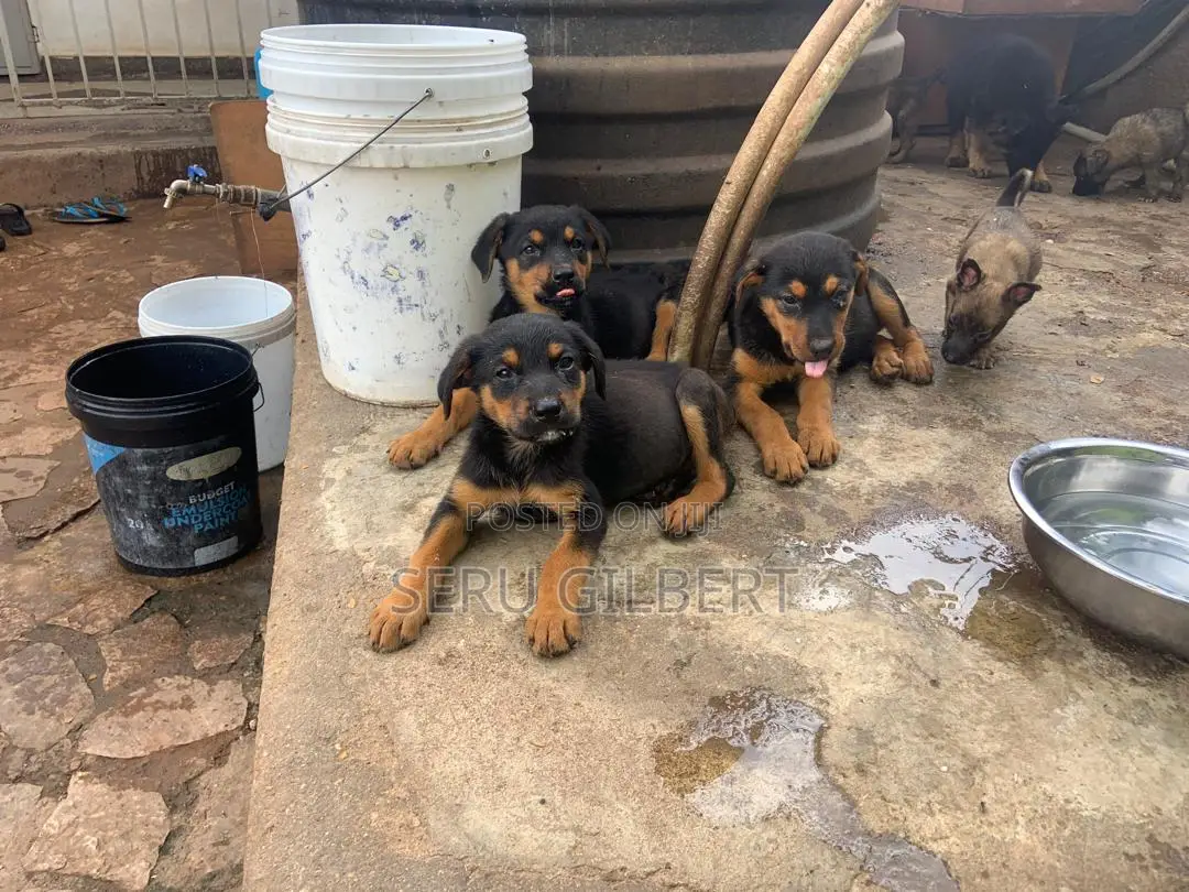 1-3 months Male Purebred Rottweiler
