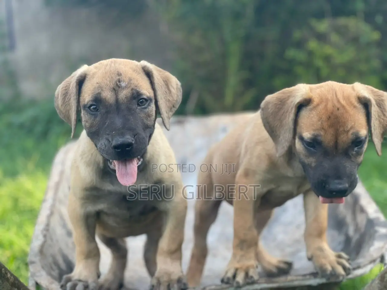 1-3 months Male Purebred Boerboel