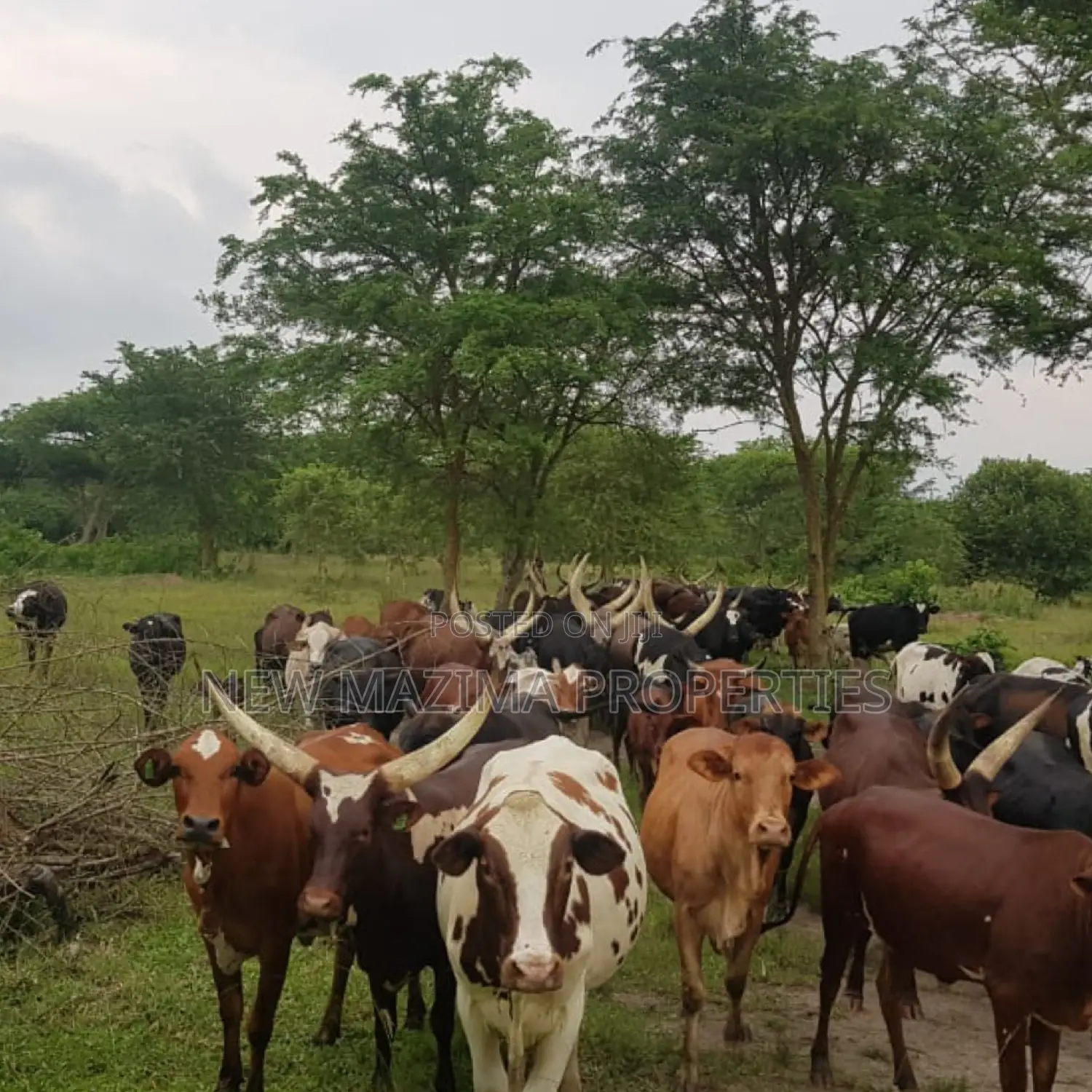 Very Strategic 400 Acres for Both Cattle Grazing and Farming