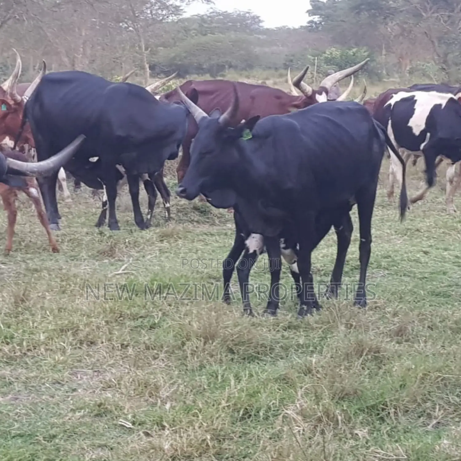Very Strategic 400 Acres for Both Cattle Grazing and Farming