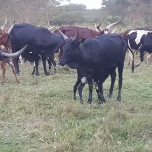 Very Strategic 400 Acres for Both Cattle Grazing and Farming