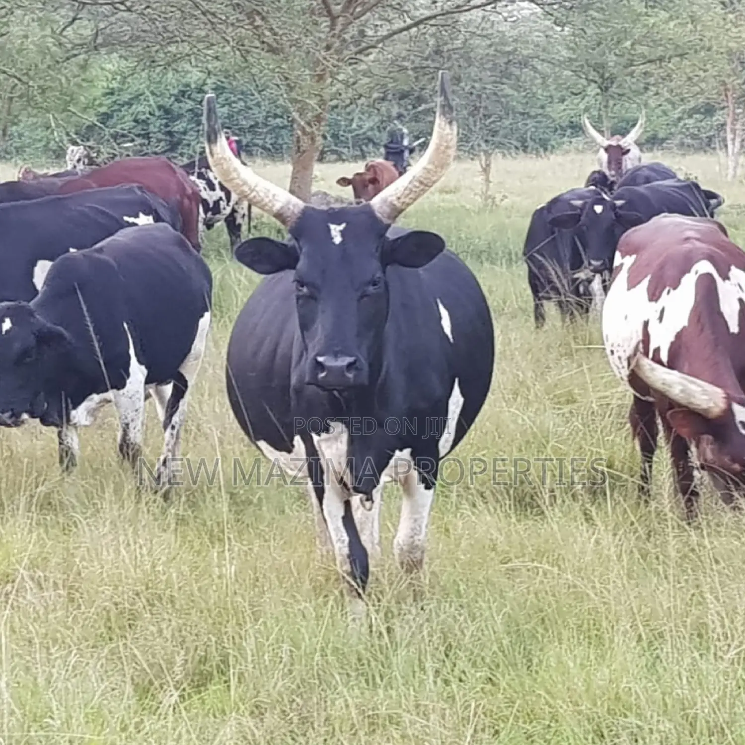 Very Strategic 400 Acres for Both Cattle Grazing and Farming