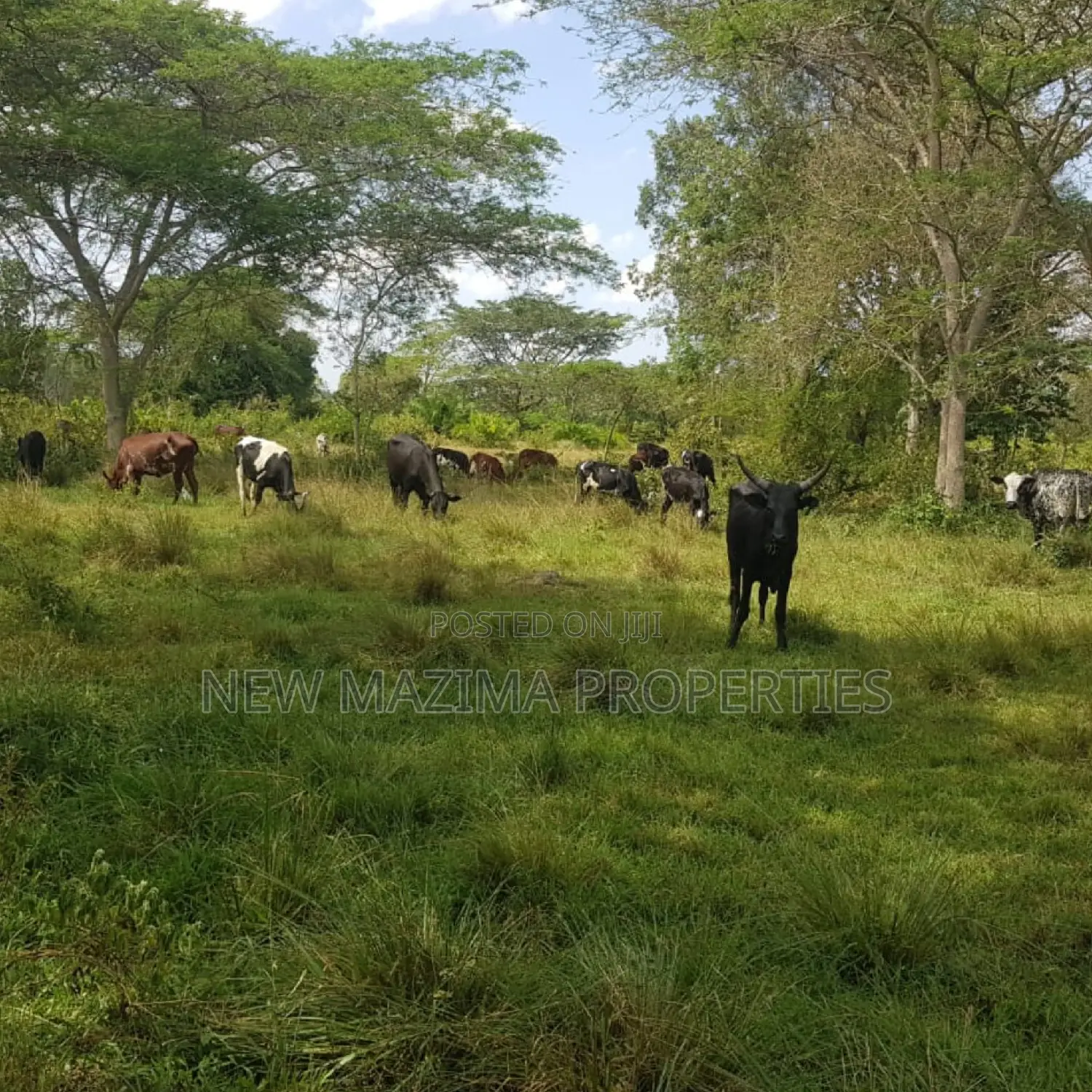 Very Strategic 400 Acres for Both Cattle Grazing and Farming