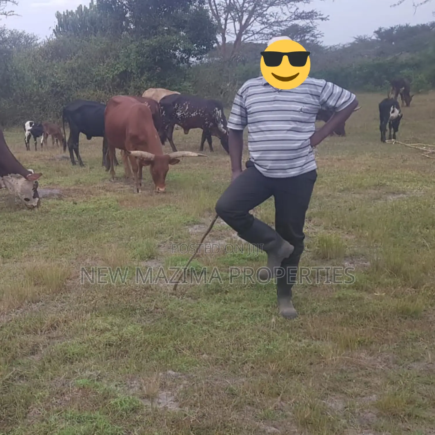 Very Strategic 400 Acres for Both Cattle Grazing and Farming