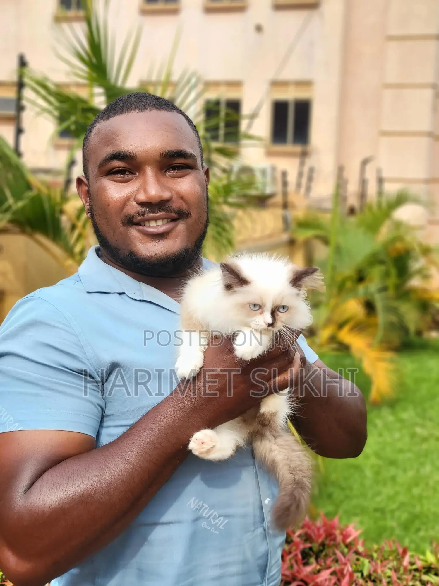 1-3 months Male Purebred Ragdoll