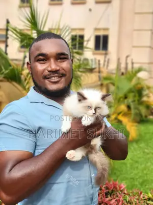 1-3 months Male Purebred Ragdoll