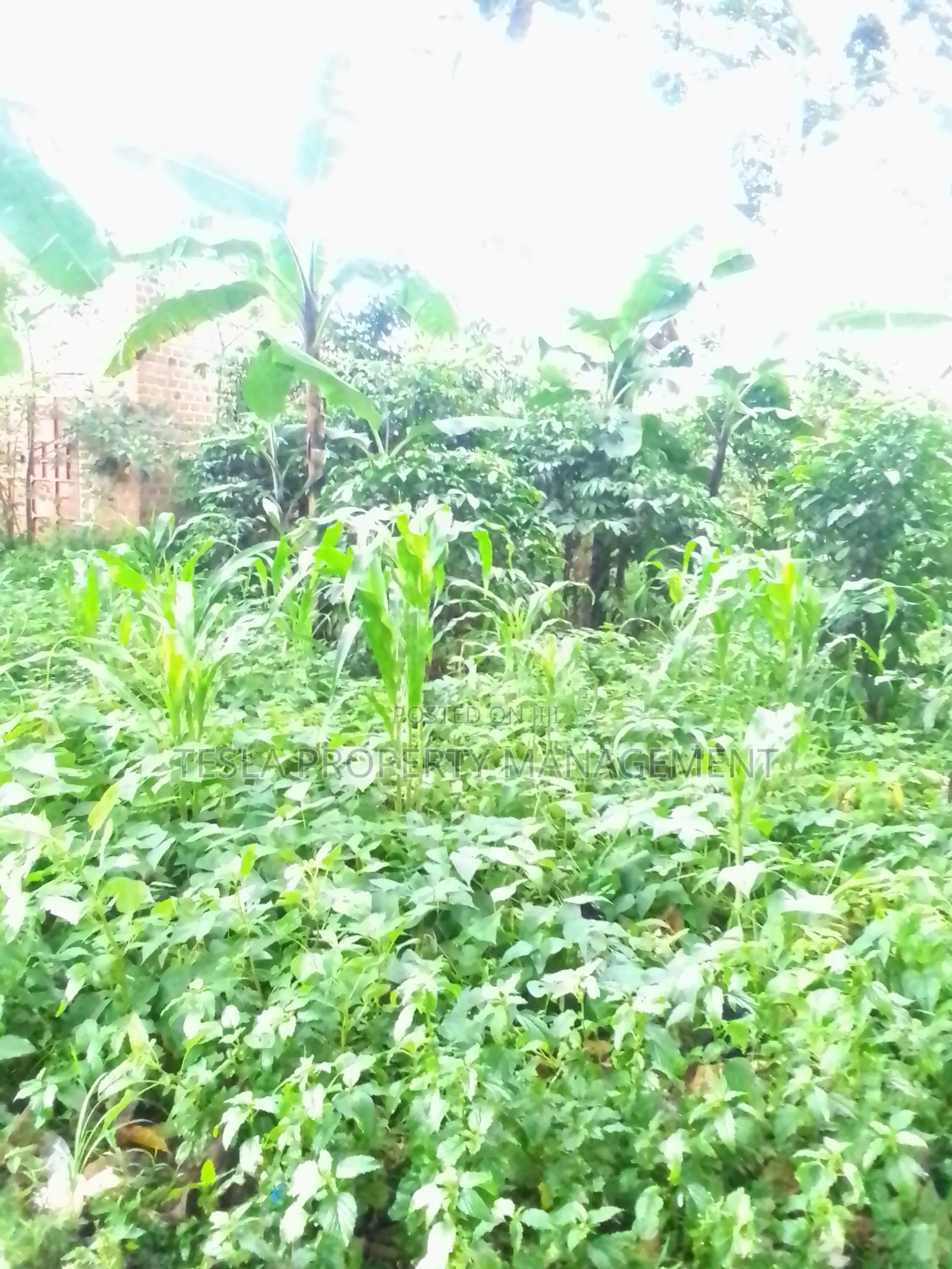 3.5 Acres in the Heart of Nakaseke in Wobulenzi TC Land & Plots for