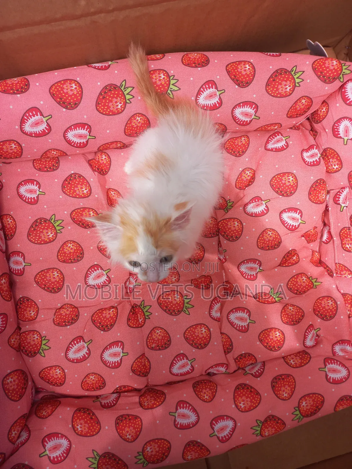 3-6 months Female Purebred Bombay