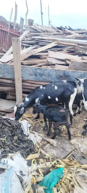 Goat With Two Kids All Kids Female