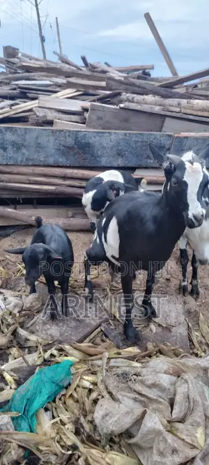 Goat With Two Kids All Kids Female