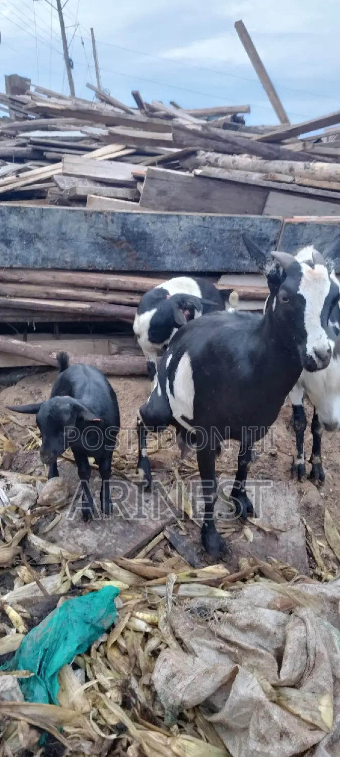 Goat With Two Kids All Kids Female