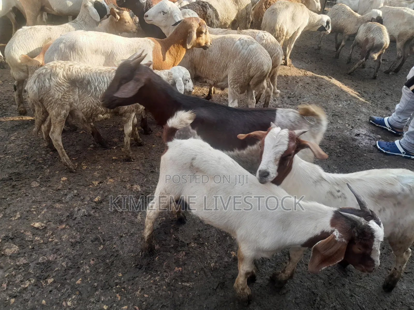 Goats  and Sheep  for Rearing in Kampala City and Near