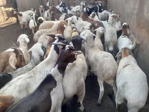Goats  and Sheep  for Rearing in Kampala City and Near