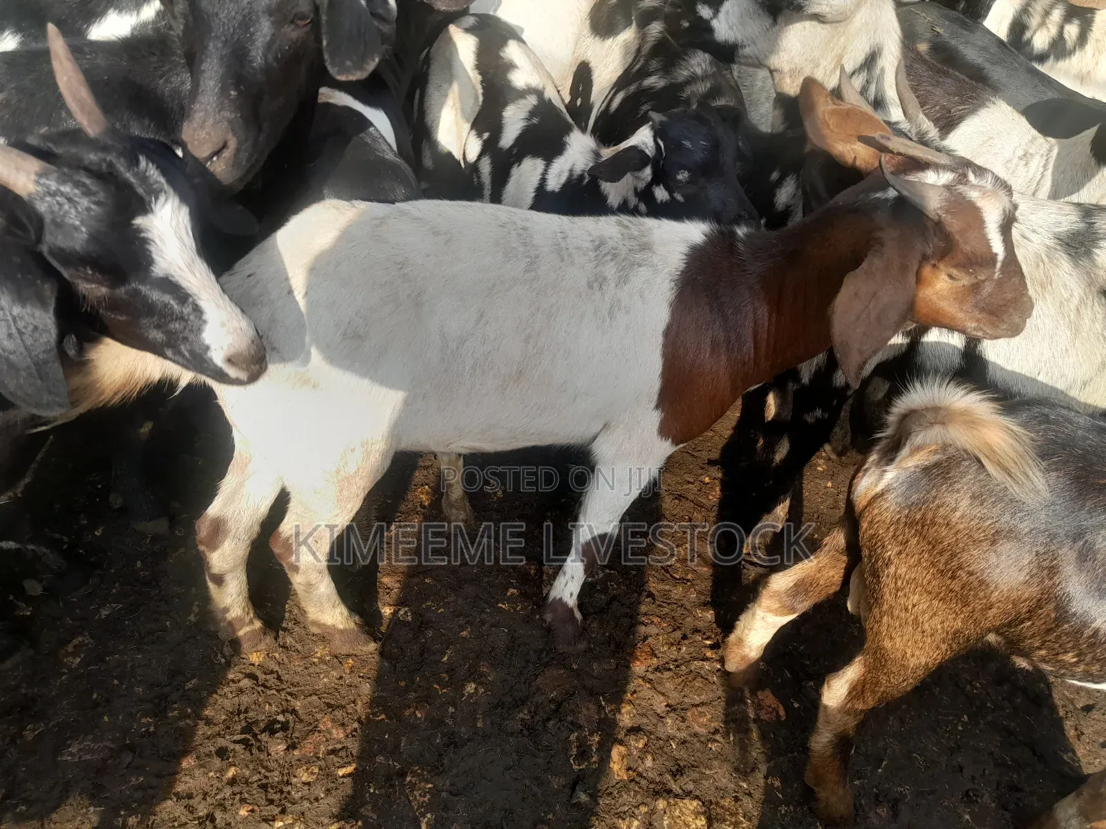 Goats  and Sheep  for Rearing in Kampala City and Near