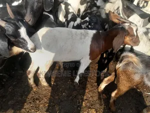 Goats  and Sheep  for Rearing in Kampala City and Near