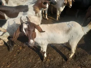 Goats  and Sheep  for Rearing in Kampala City and Near