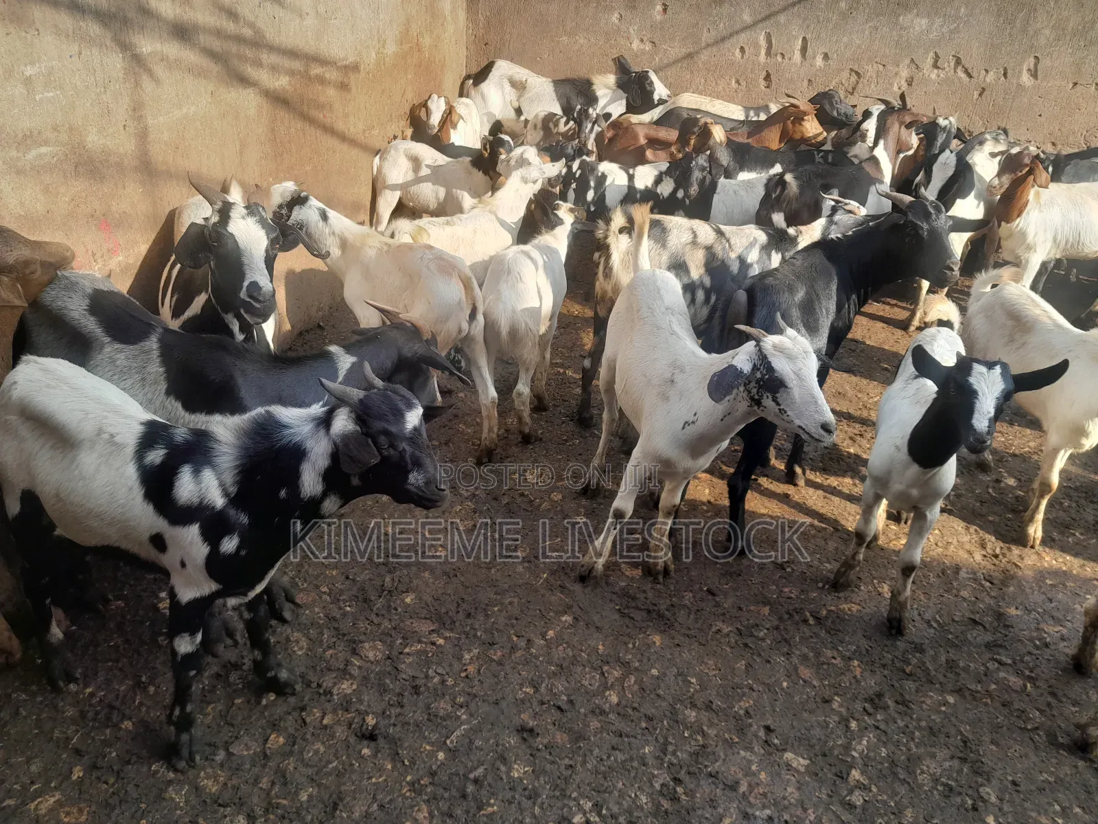 Goats  and Sheep  for Rearing in Kampala City and Near
