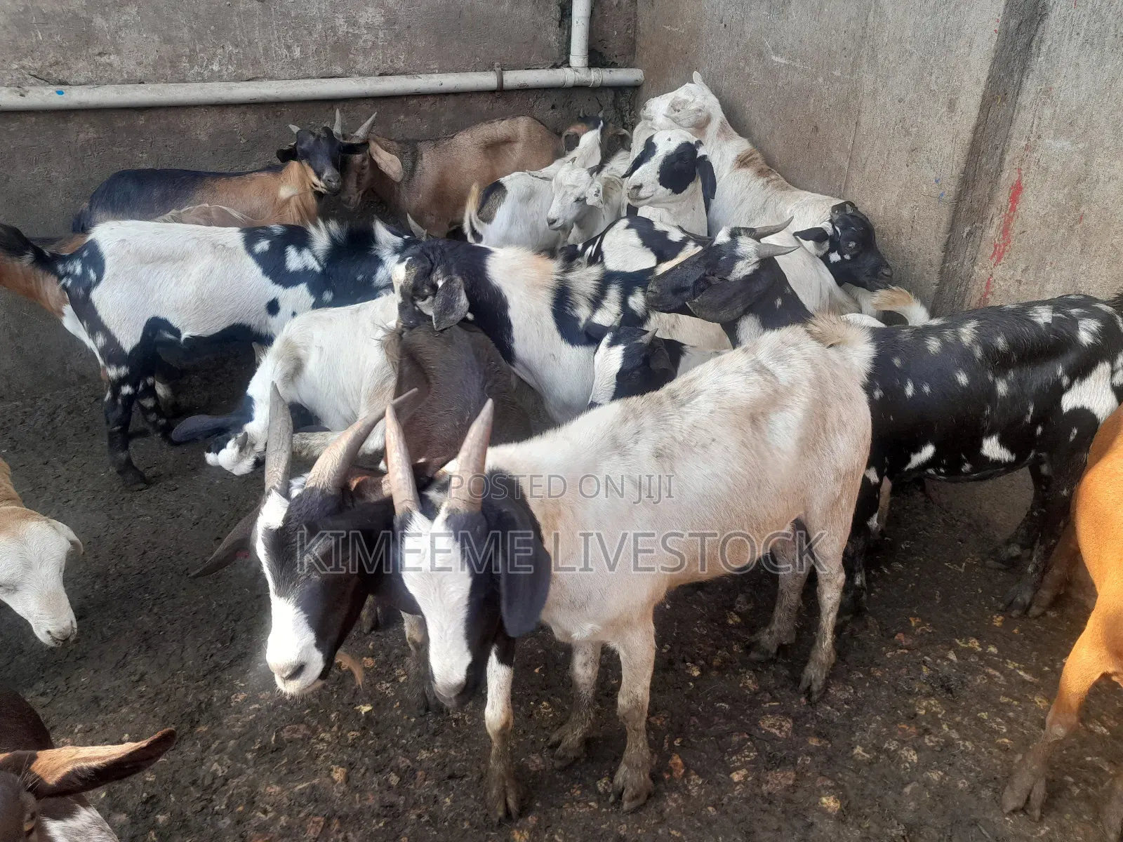 Goats  and Sheep  for Rearing in Kampala City and Near