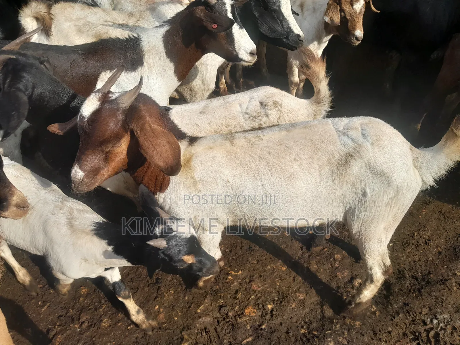 Goats  and Sheep  for Rearing in Kampala City and Near