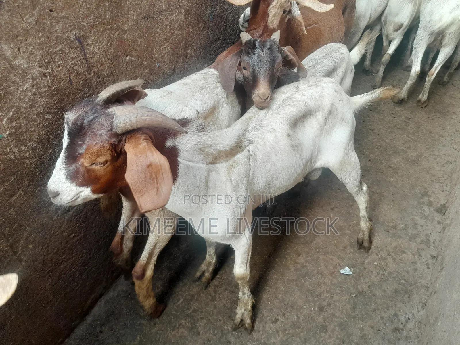 Goats  and Sheep  for Rearing in Kampala City and Near