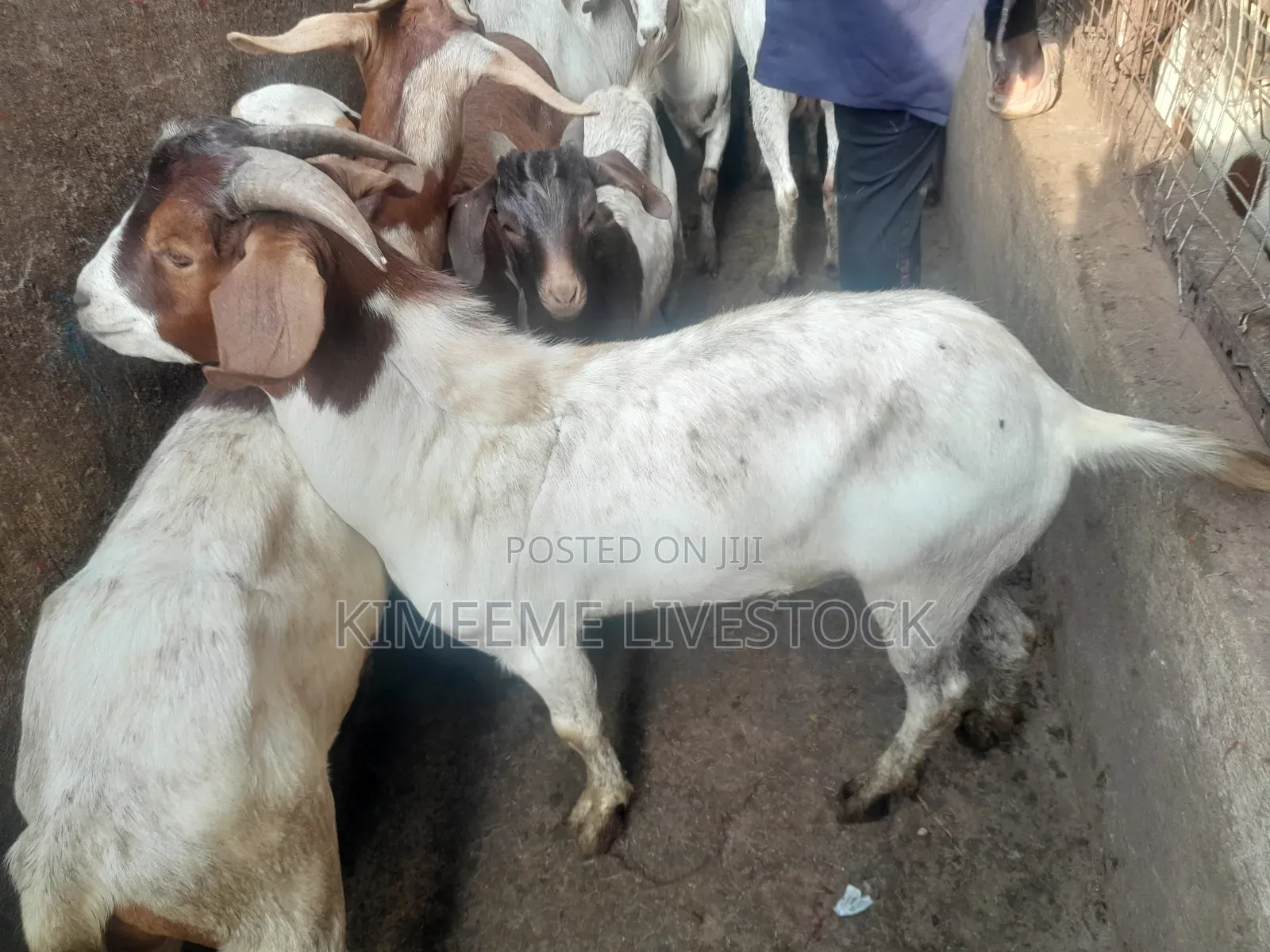 Goats  and Sheep  for Rearing in Kampala City and Near