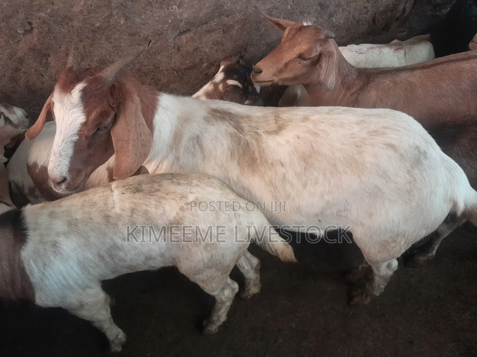 Goats  and Sheep  for Rearing in Kampala City and Near