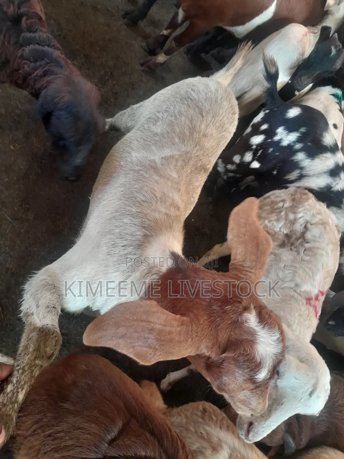 Goats  and Sheep  for Rearing in Kampala City and Near