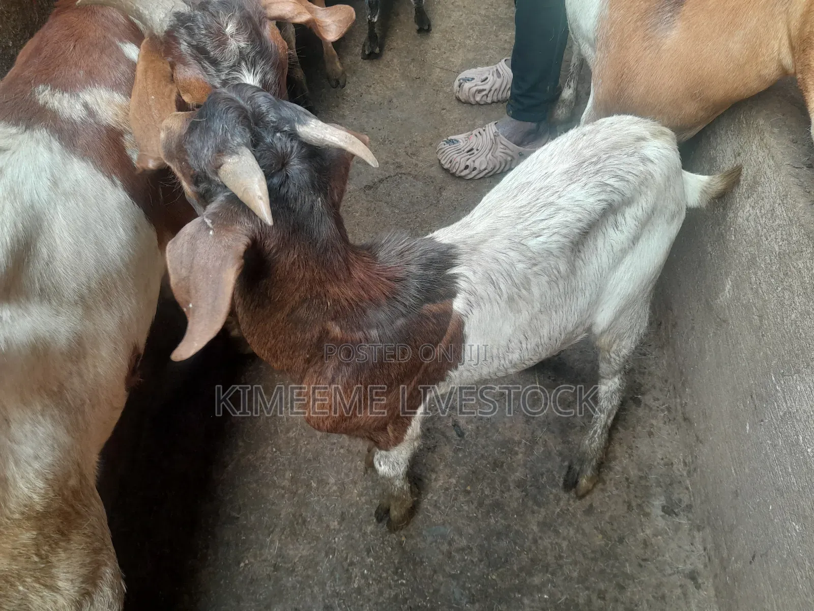 Goats  and Sheep  for Rearing in Kampala City and Near